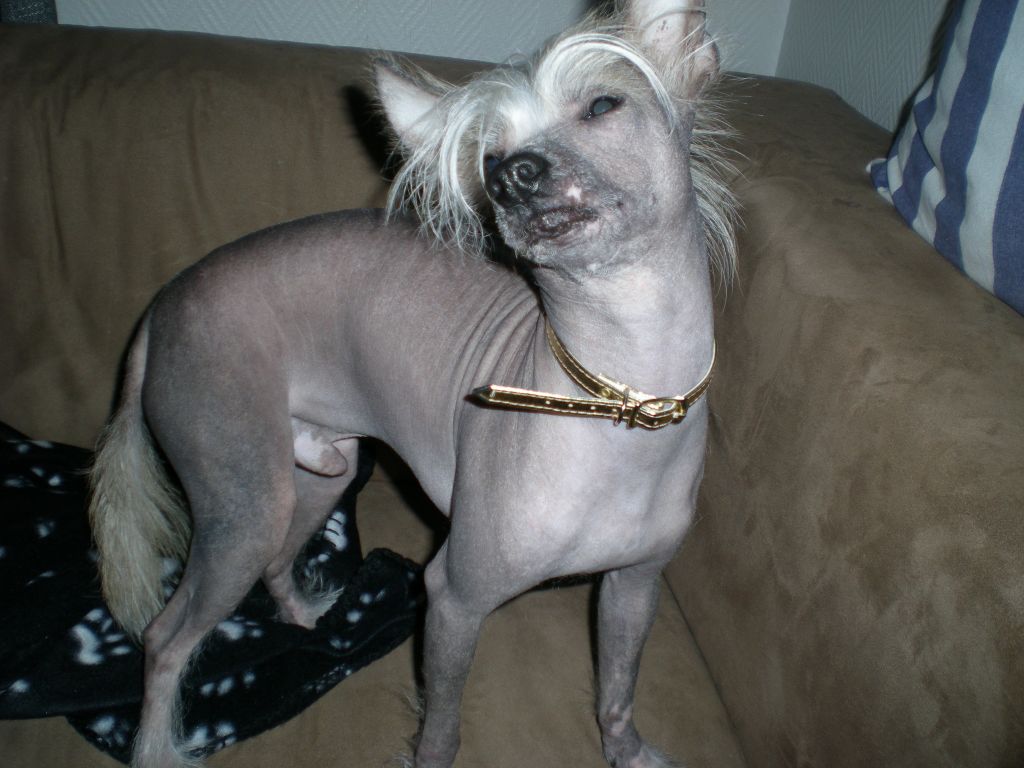 Stjerneskudd's Pilatus