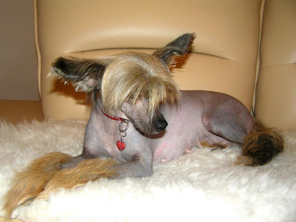 Fantasmagoria ot Volnogo Psa