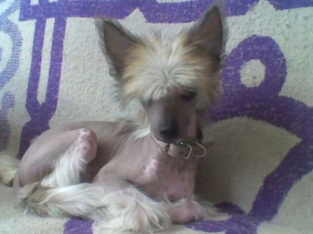 Rus Amigus Rover Maestro