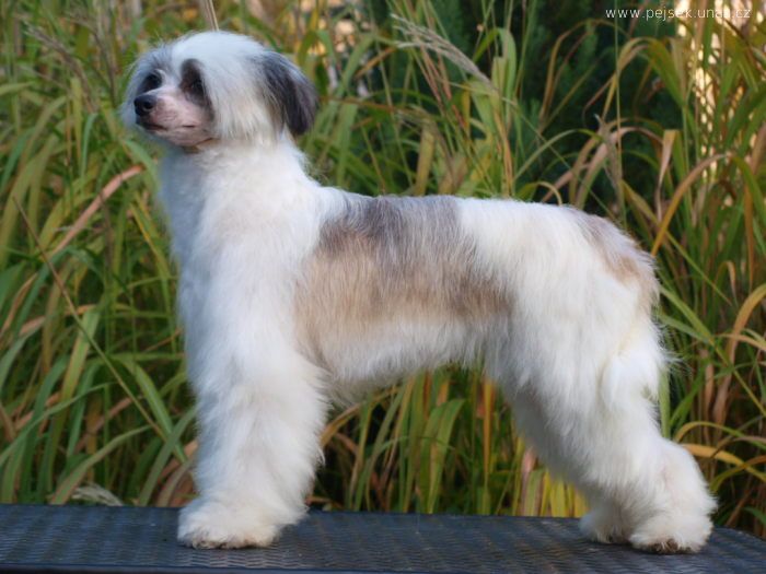 Lolita ze Zatopene Chajdy