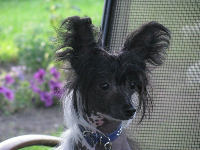 Fan-Fan Tulpan Feniro MITAU