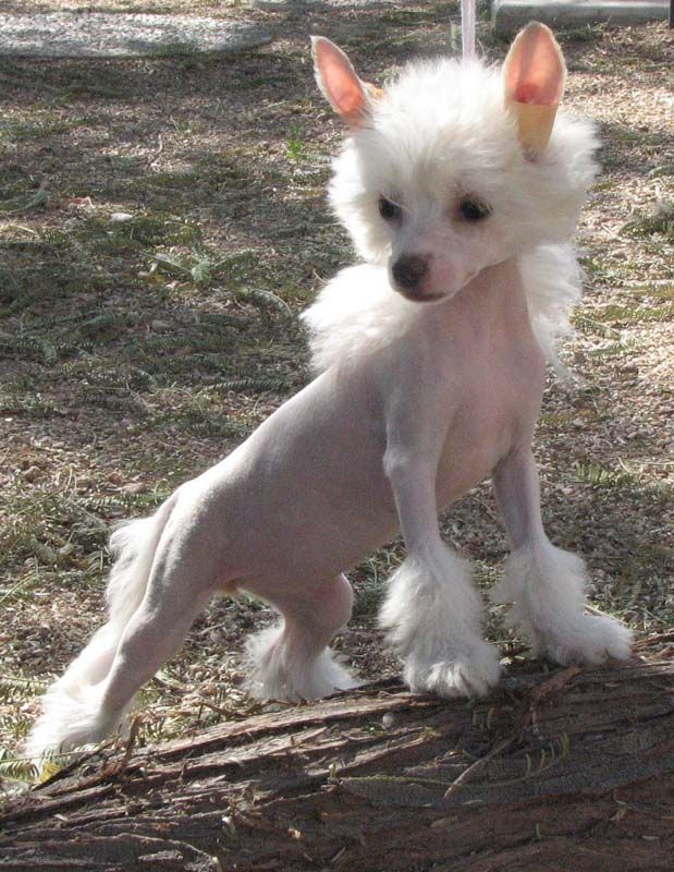 Crest-Vue's Civil Liberty