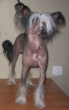 Sapfir iz Tsarskogo Sela Artur