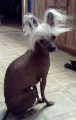 Sir Fluffy McScribbles Kirby