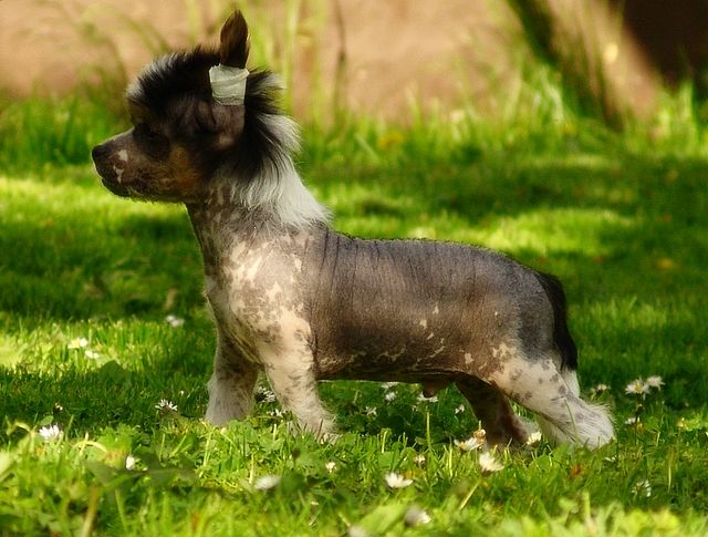 Pierwiosnek Lavandula