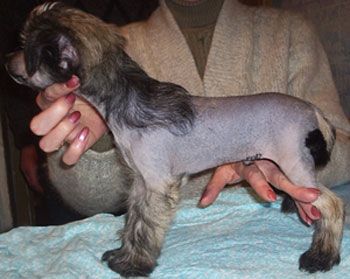 Sapfir iz Tsarskogo Sela Vinni