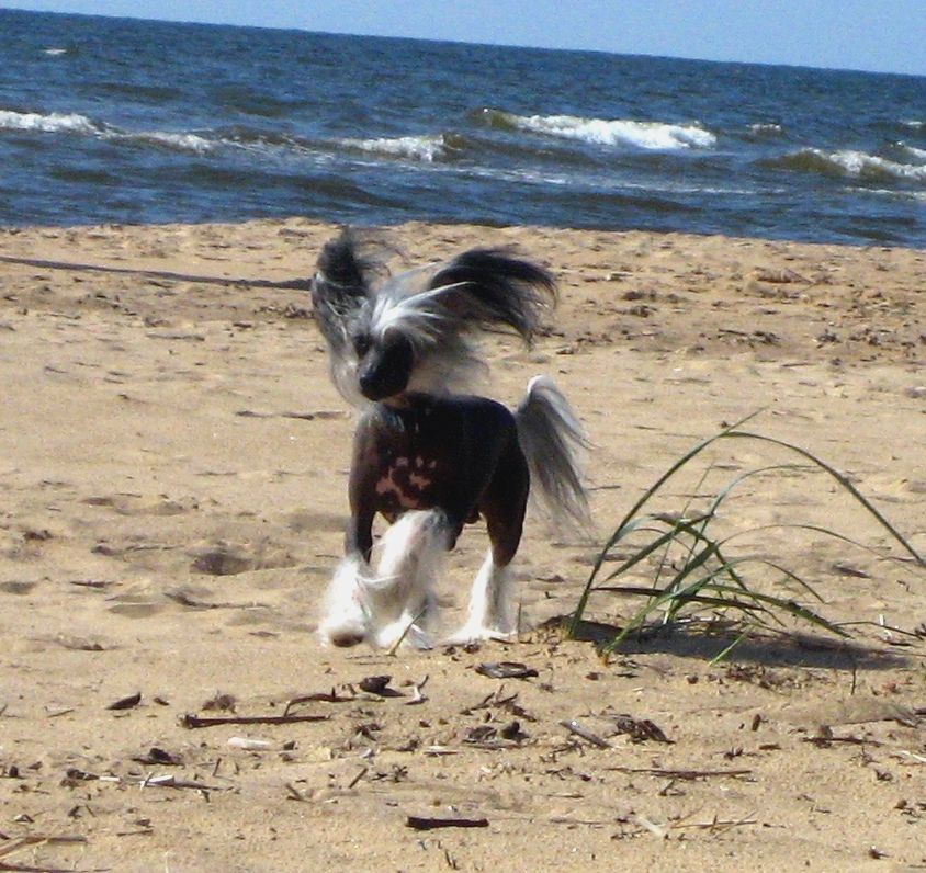 Fantastik Kashmir Tulpan Fan - Fan