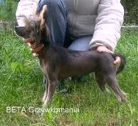 BETA Grzywkomania