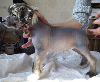 Sapfir iz Tsarskogo Sela Dgeromi