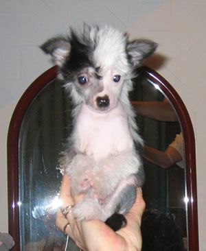 Sapfir iz Tsarskogo Sela Ekaterina