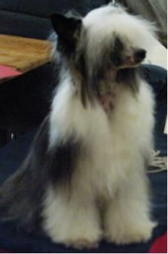 Fantazija Fju Chin Mitau