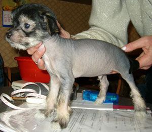 Sapfir iz Tsarskogo Sela Zaiko Hait