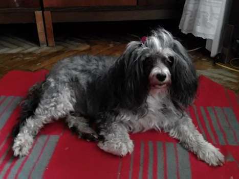 Sapfir iz Tsarskogo Sela Zairon Han