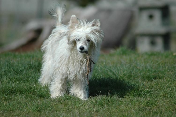 Wavecrest Heart and Soul