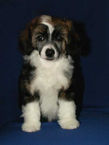 Silver Tauer Boss Orange