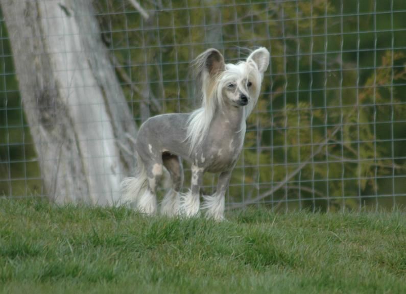 Silkyence Flights Of Fancy