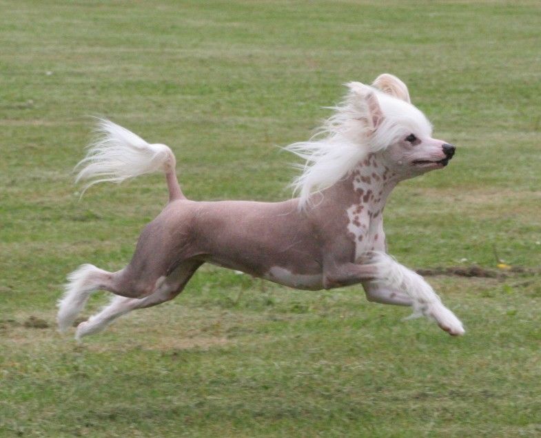 Reject's Ten AC Walker