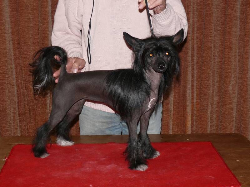 X-treme Perfect von Shinbashi