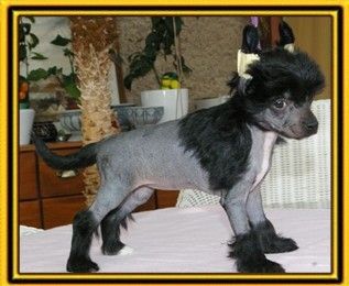 X-treme Cute von Shinbashi