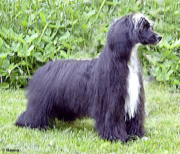 Crestwood Pep Up Boy