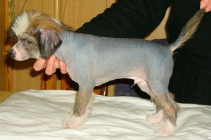 Sapfir iz Tsarskogo Sela Nikas