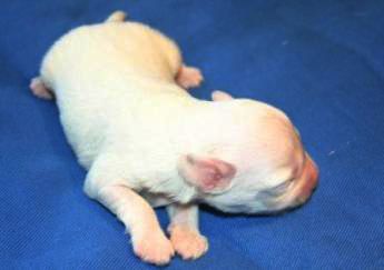 Basika's Antarctica XO