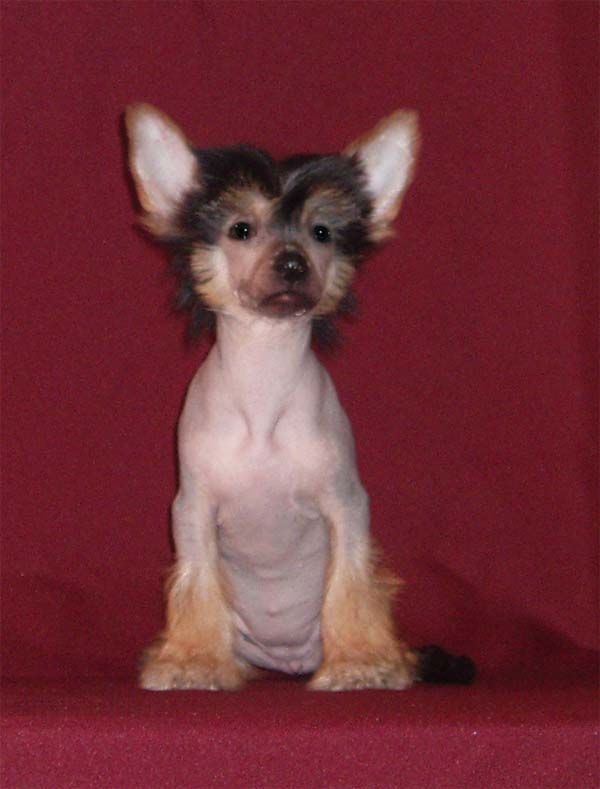 Chaina Dzhedai Beautifull Baby