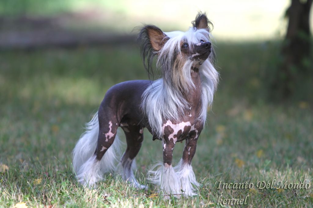 Chaina Dzhedai Beatris Melody