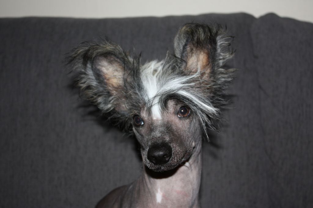 Dyrdal's Back In Black Mr. Valentine