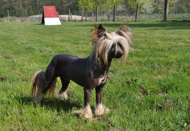 Besta Cheina Doll Stars Acro