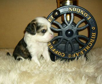 Sapfir iz Tsarskogo Sela Ozzi