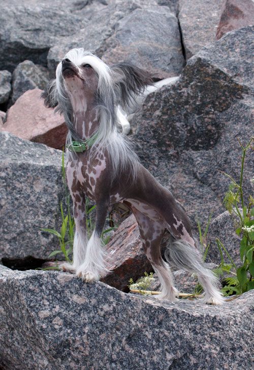 Sapfir iz Tsarskogo Sela Osa