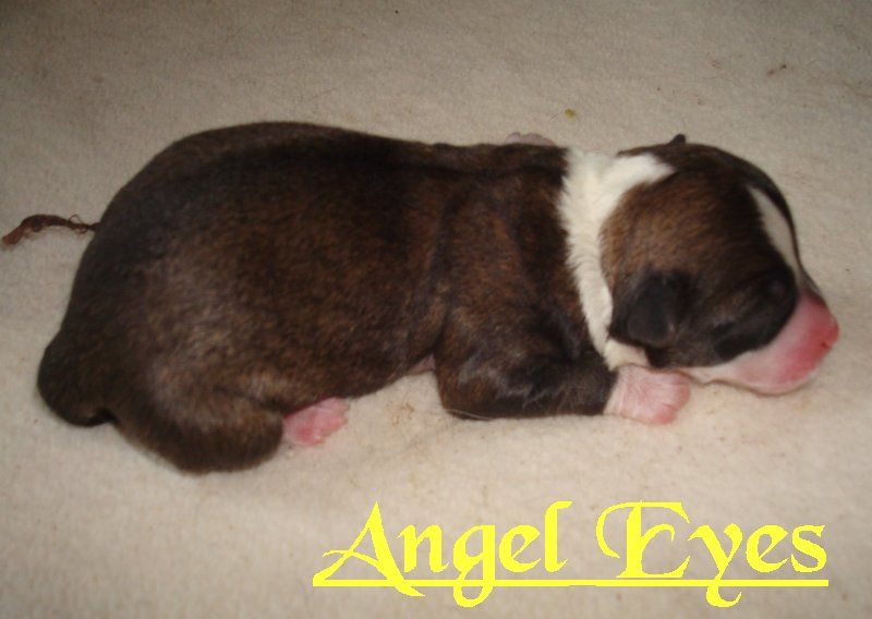 Angel Eyes V. Galeswintha