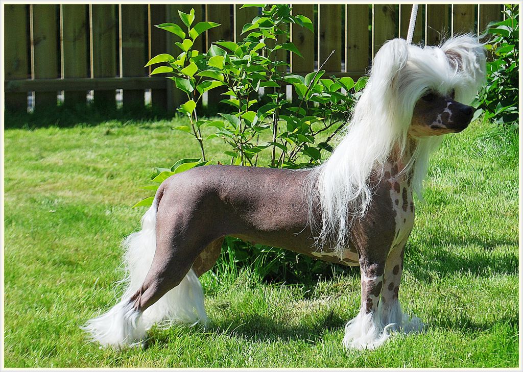 Jafari's Jasmine Jenny's Walkabout