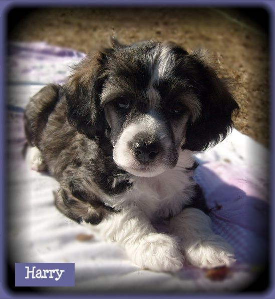 Jafari's Handsome Handyman