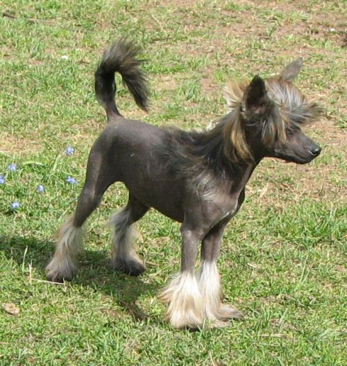 Lohamras Firecracker