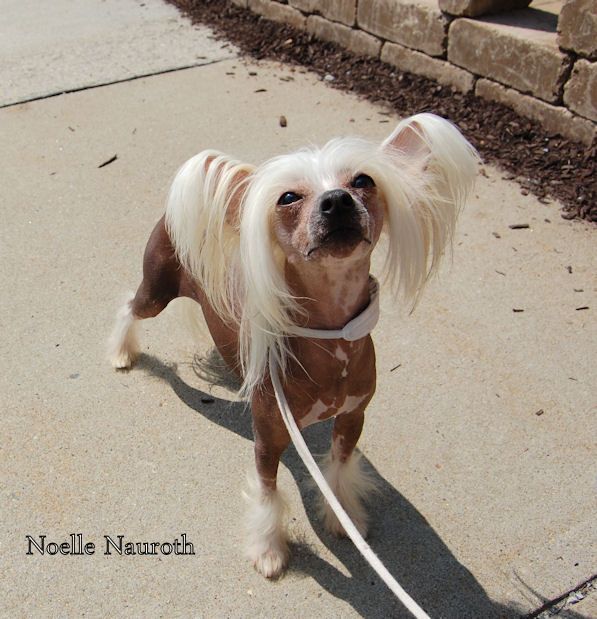 Wickhaven Everything But Wings