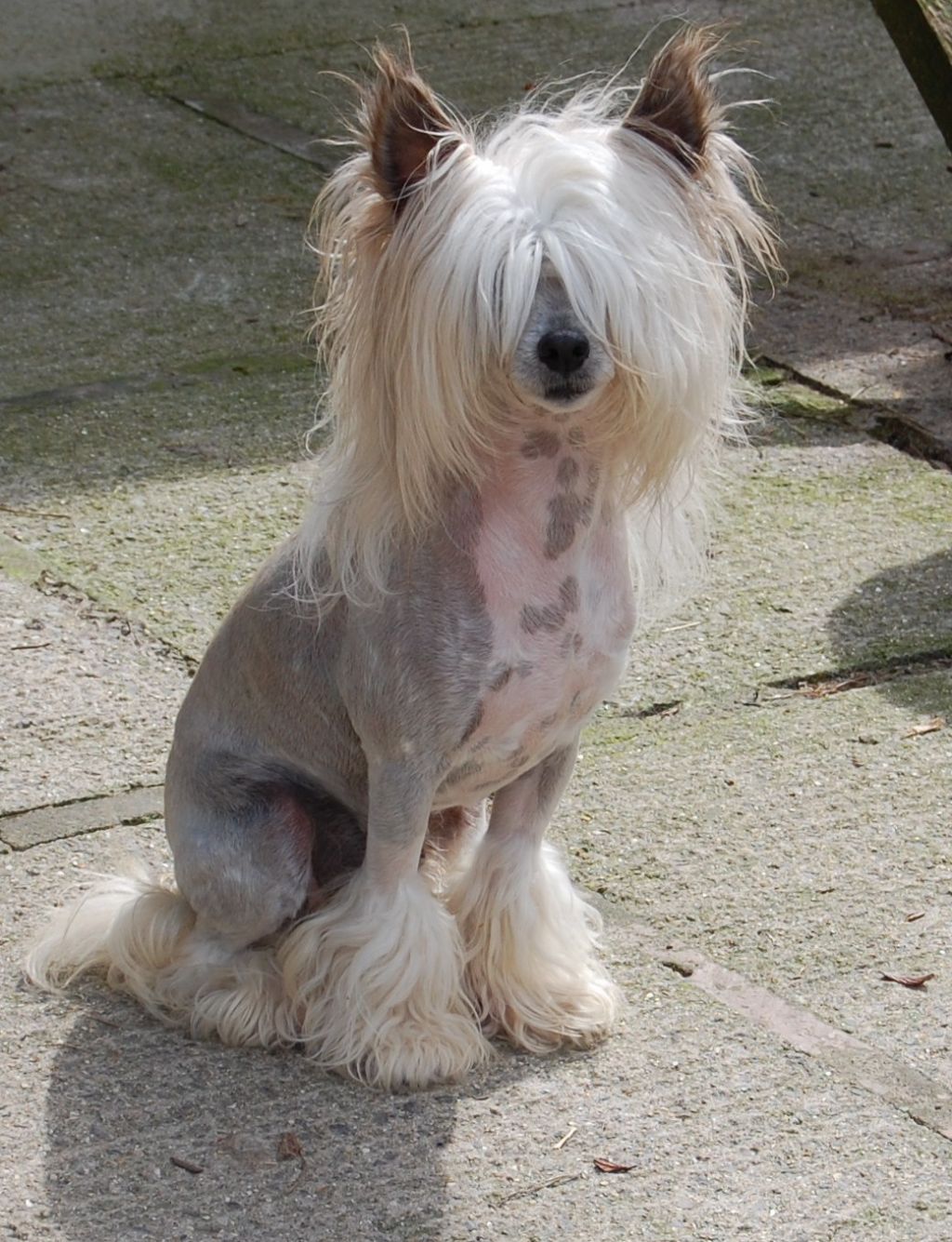 Blå Mandag's H.d. Softtail 1450