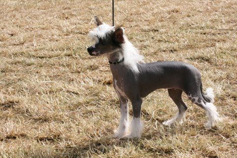 Dizame Billion Dollar Baby