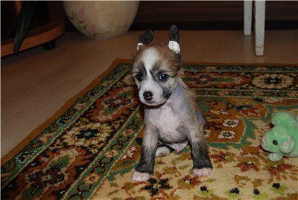 Alfons Exotic Dinaburg ZlotBon