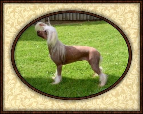 Tenwiz Total temptation