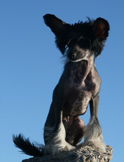 Sun Dan Pay Back Time