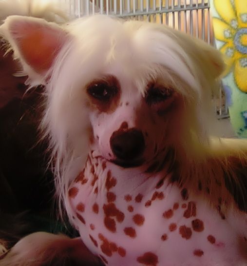 Topshelf PeachesNCreme Is My Dream