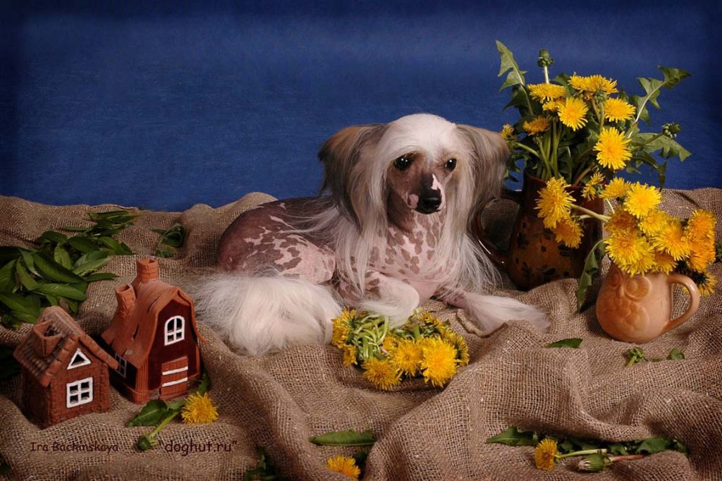 Kitayskiy Shelk Yulianna