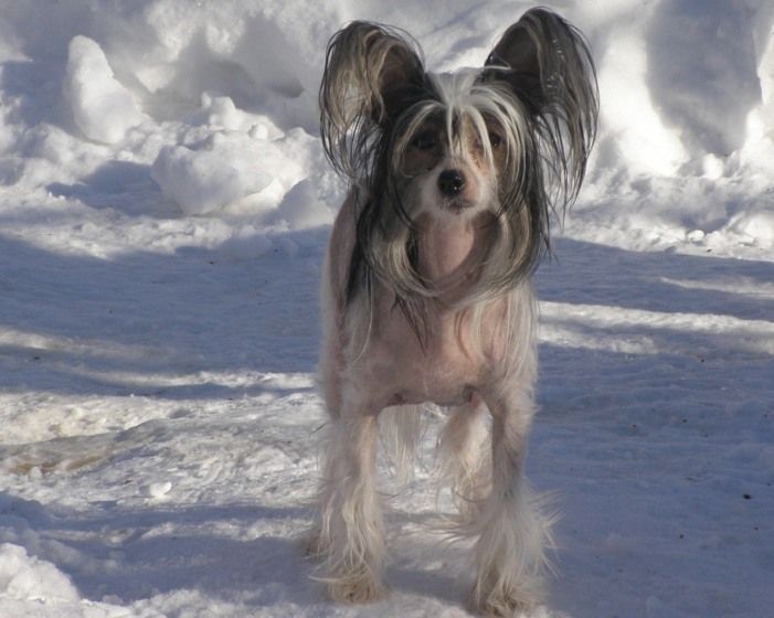 Zholesk Little Lady Dafna