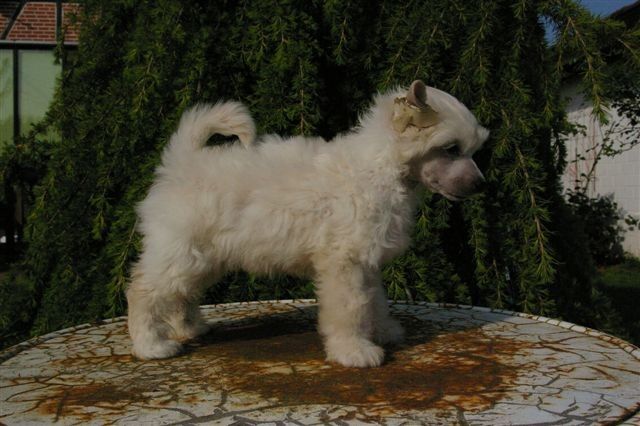 Zchin Zchin von Shinbashi