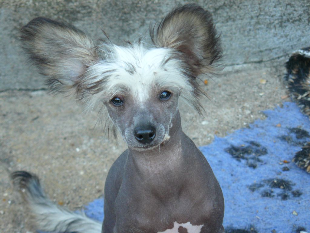 Shipstone Mr One and Only