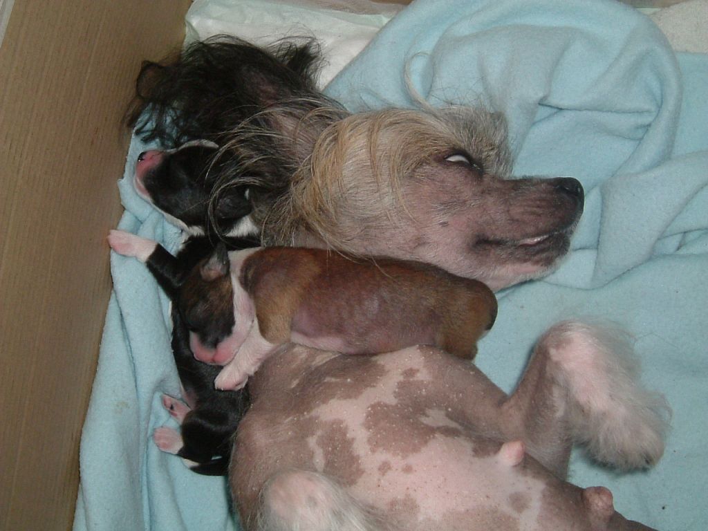 Bryelis Breaking Glass