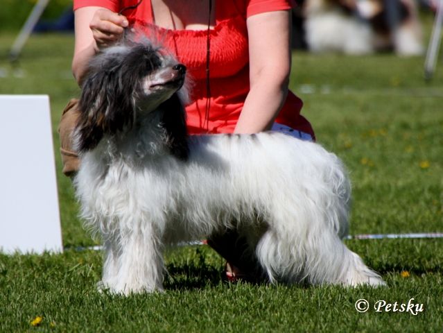 Kuminaaman Gentleman