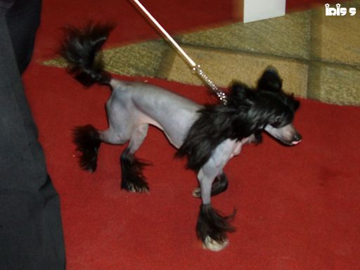 Ayashee Royal Nazarad